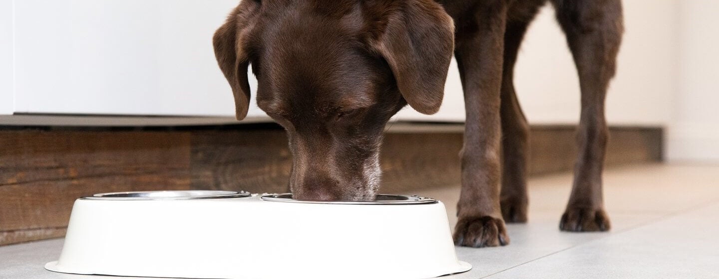 Can dogs eat mini cheap wheats